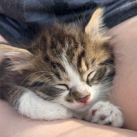 Cat for adoption - Mario &amp; Luigi, a Domestic Short Hair in Clifton, NJ ...