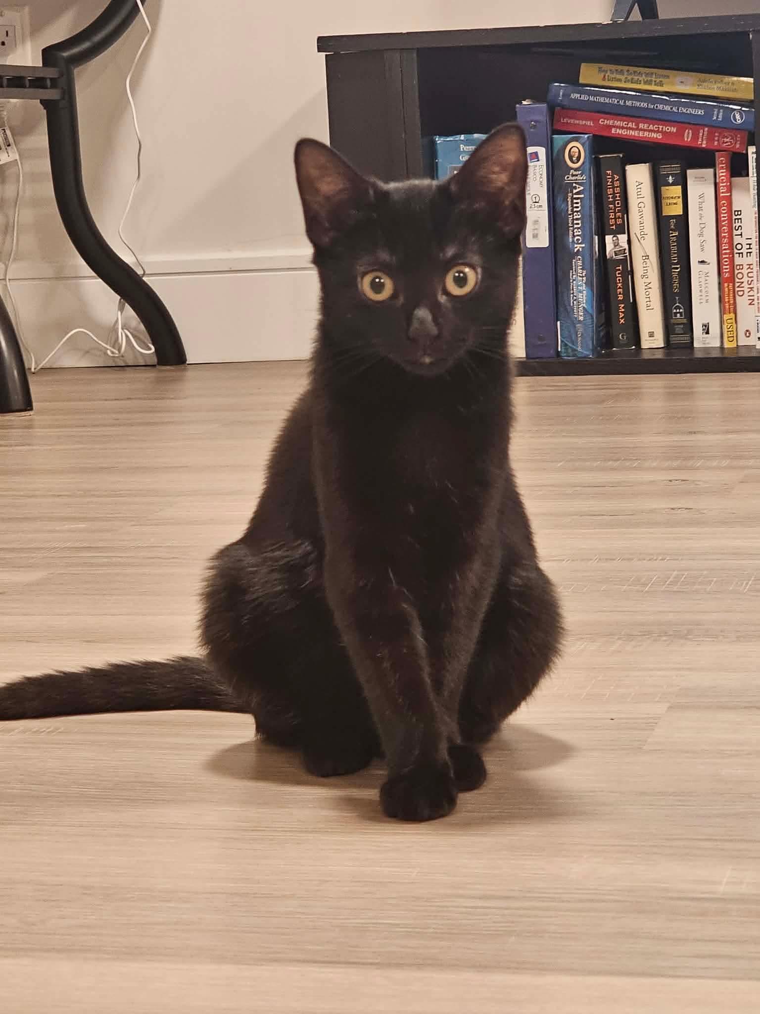 Enlarge Flor, an adopted American Shorthair in East Orange, NJ image 2/2