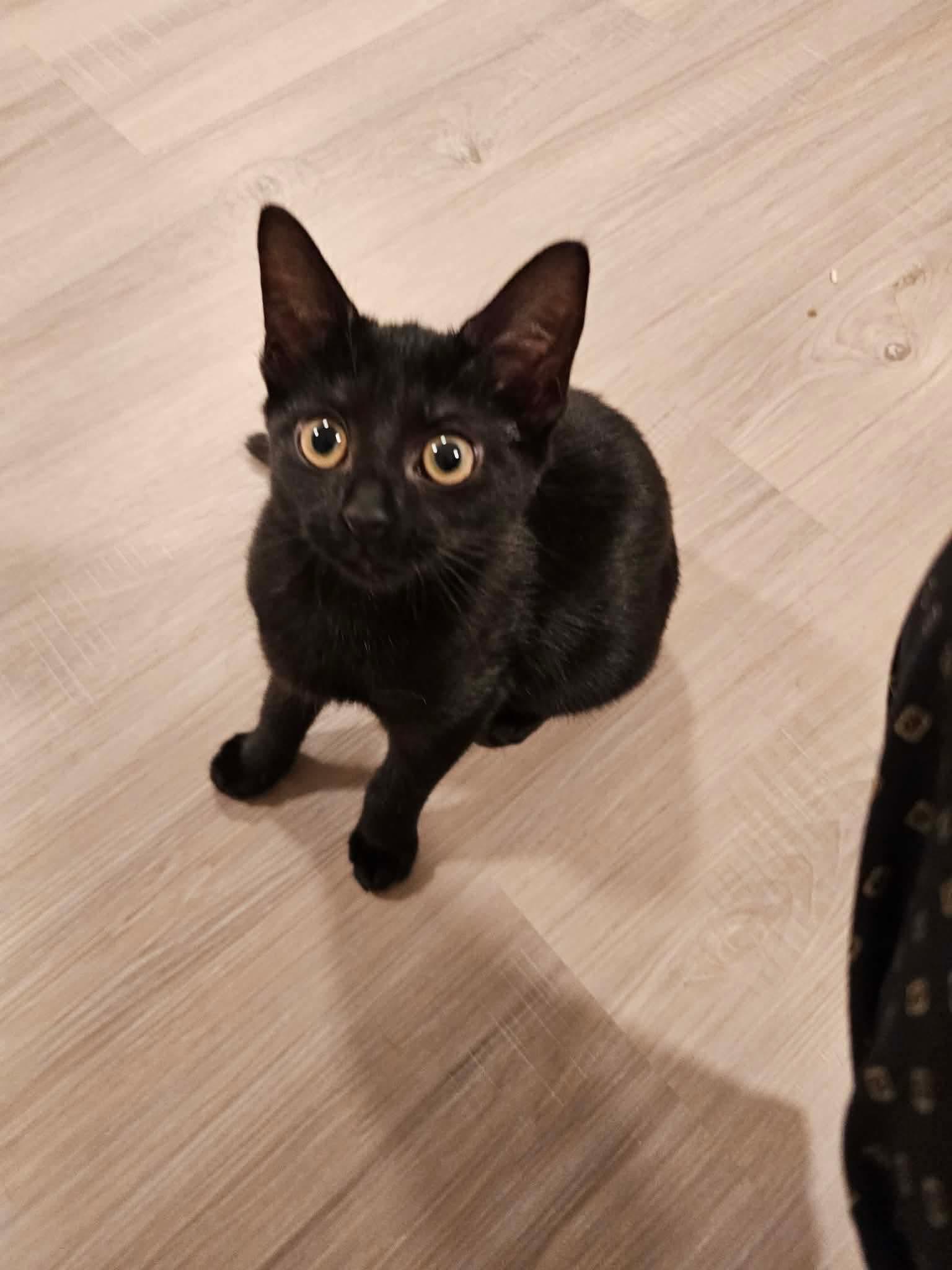 Flor, adopted, Kitten Female American Shorthair.