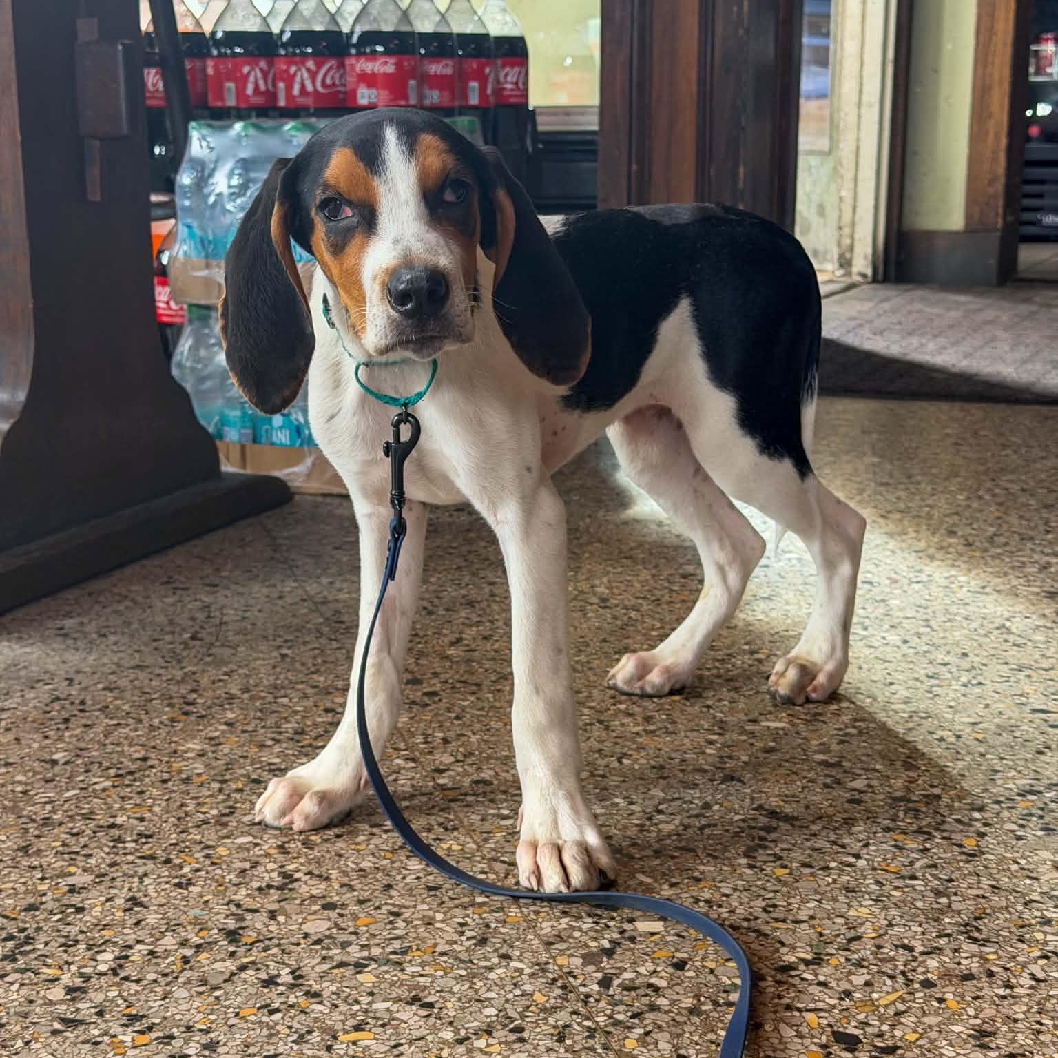Enlarge Boone, an adoptable Treeing Walker Coonhound in Hammond, NY image 3/6