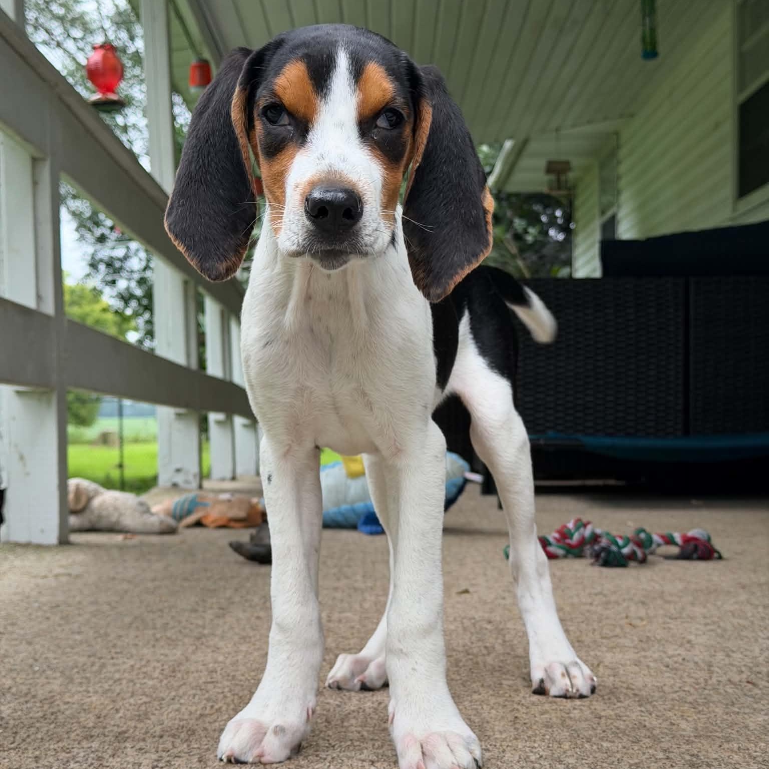 Boone, adoptable, Puppy Male Treeing Walker Coonhound.