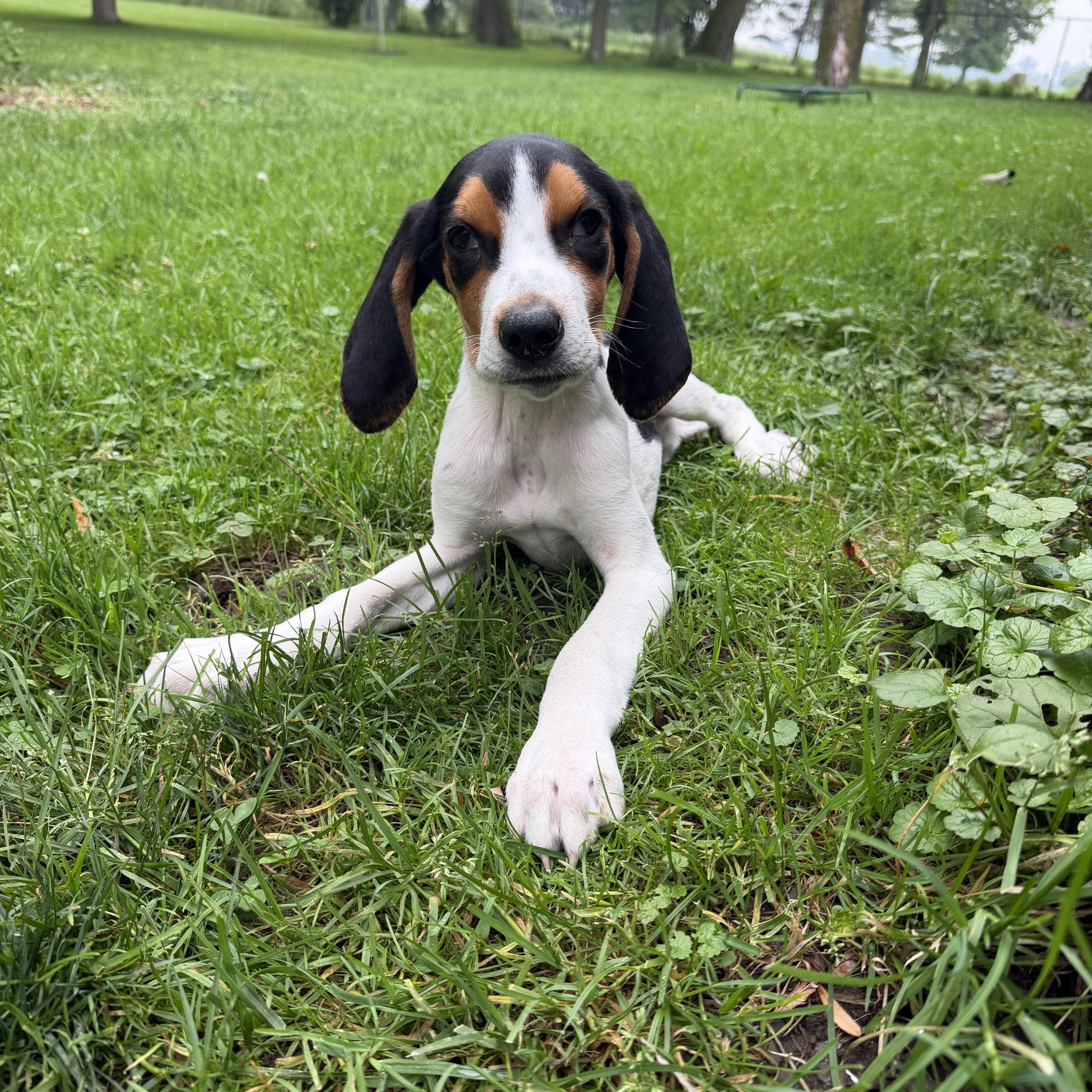 Enlarge Boone, an adoptable Treeing Walker Coonhound in Hammond, NY image 5/6