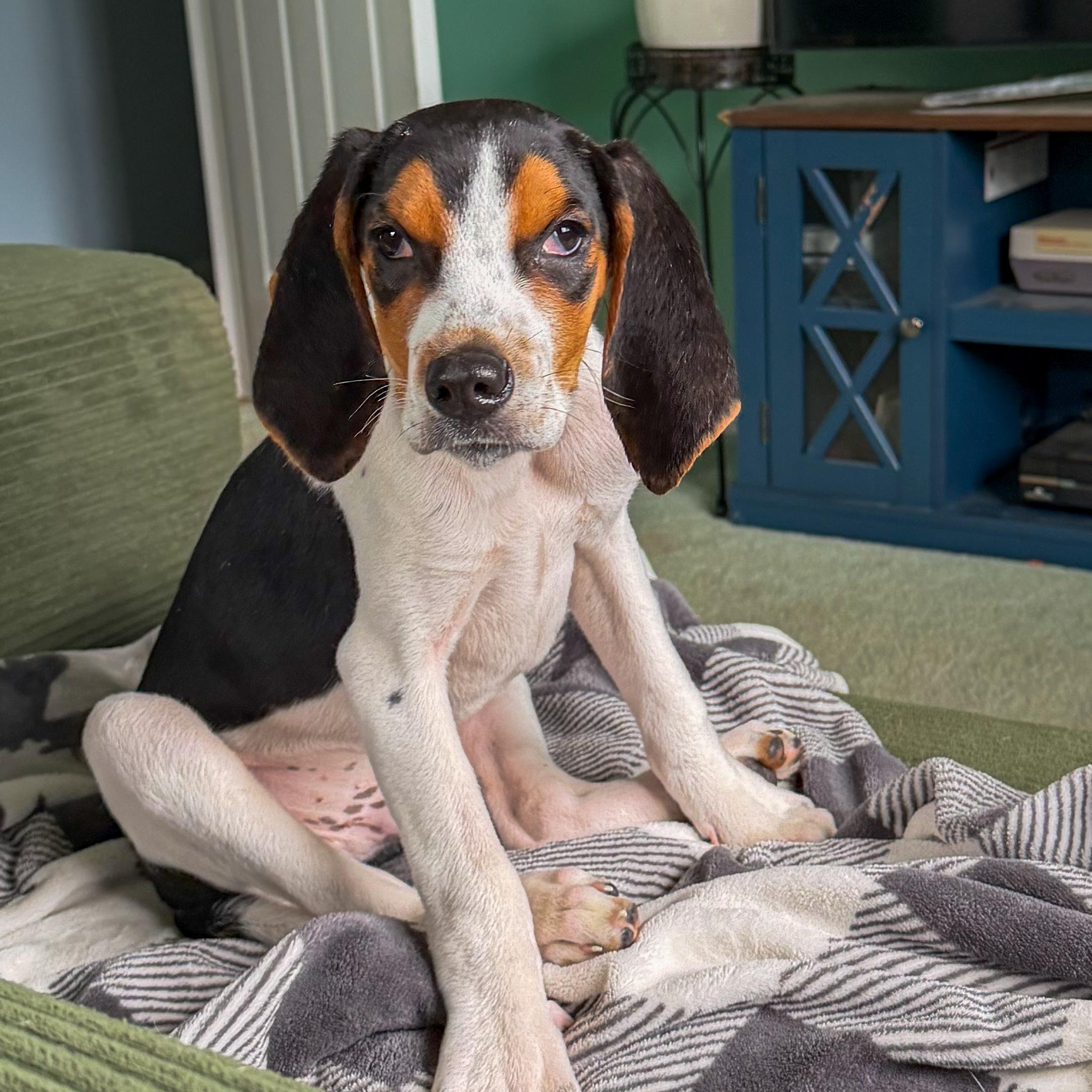 Enlarge Boone, an adoptable Treeing Walker Coonhound in Hammond, NY image 4/6
