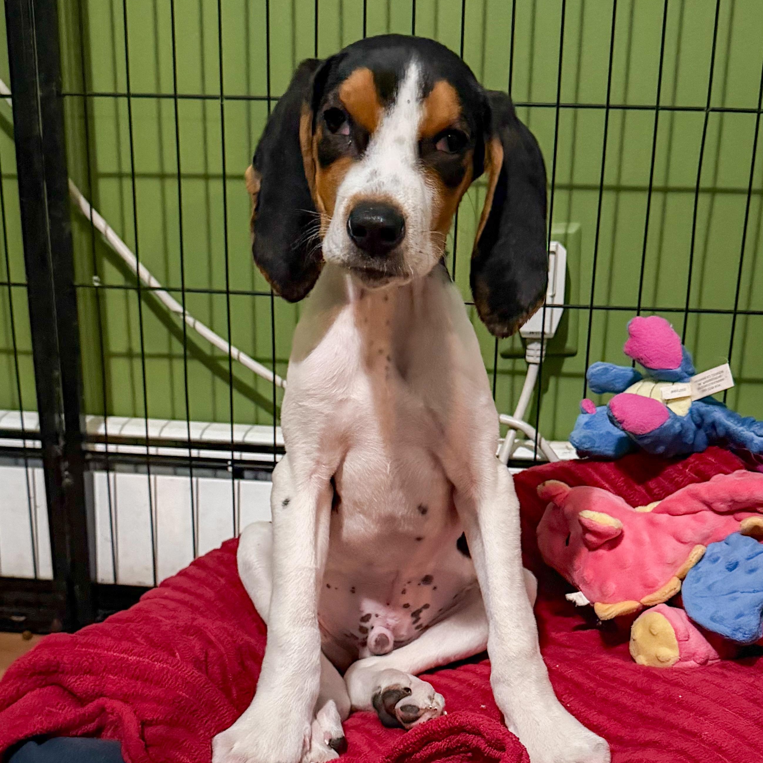 Enlarge Boone, an adoptable Treeing Walker Coonhound in Hammond, NY image 6/6