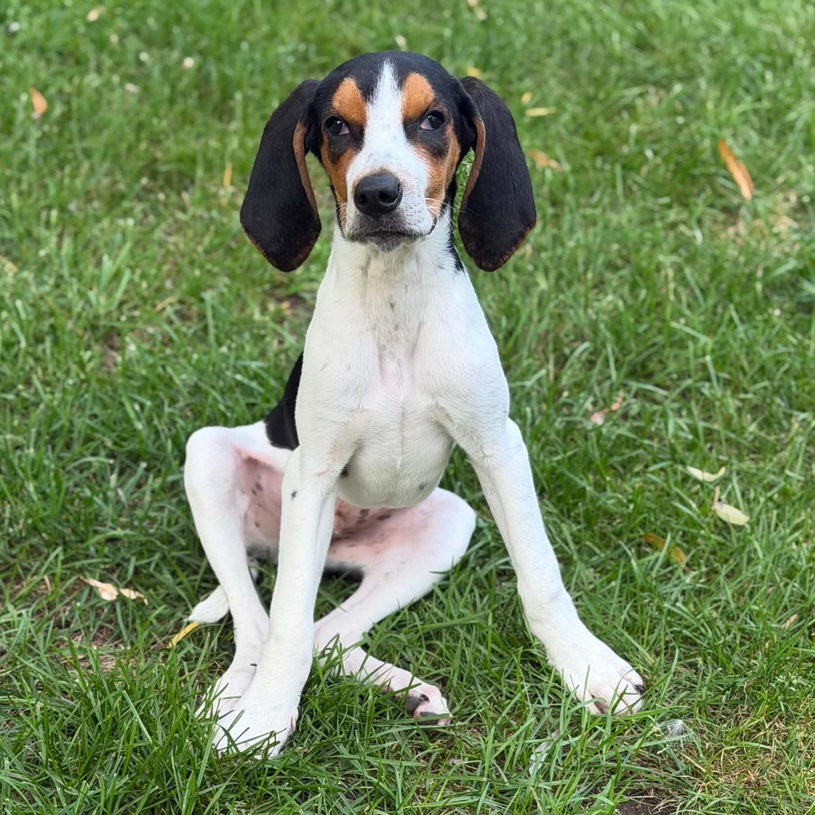 Enlarge Boone, an adoptable Treeing Walker Coonhound in Hammond, NY image 2/6