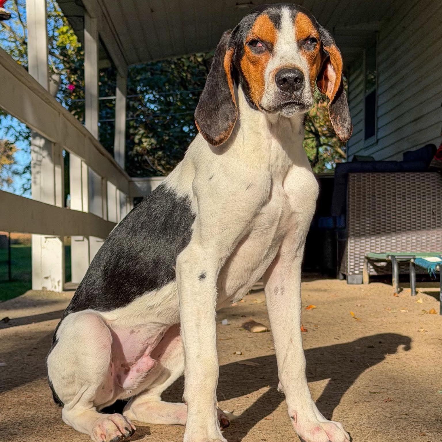 Boone, Adoptable, Puppy Male Treeing Walker Coonhound.