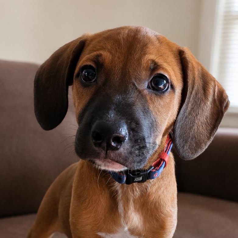 Aslan, a ADOPTABLE mixed breed in Annapolis, MD image 3/6