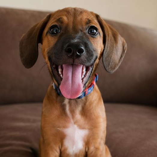 Aslan, a ADOPTABLE mixed breed in Annapolis, MD image 4/6