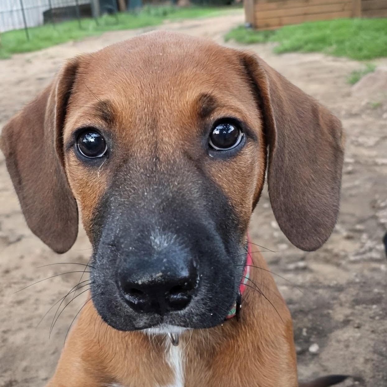 Aslan, ADOPTABLE, Puppy Male Hound.