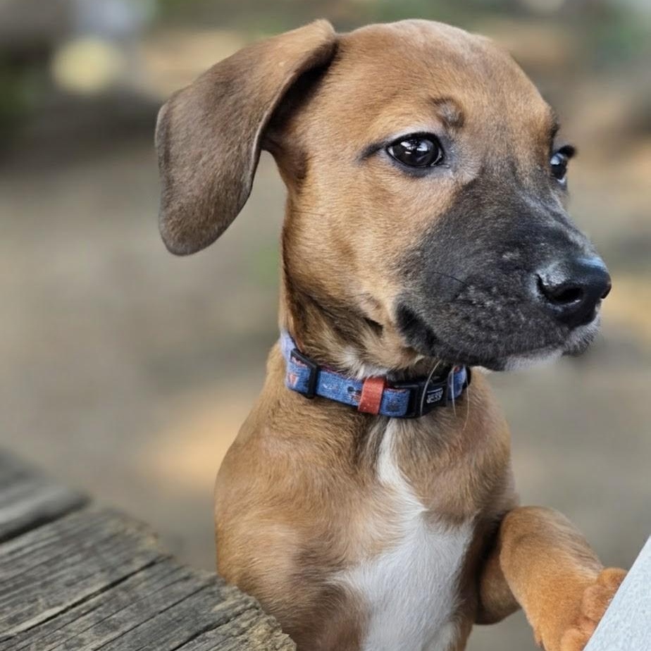 Aslan, a ADOPTABLE mixed breed in Annapolis, MD image 2/6