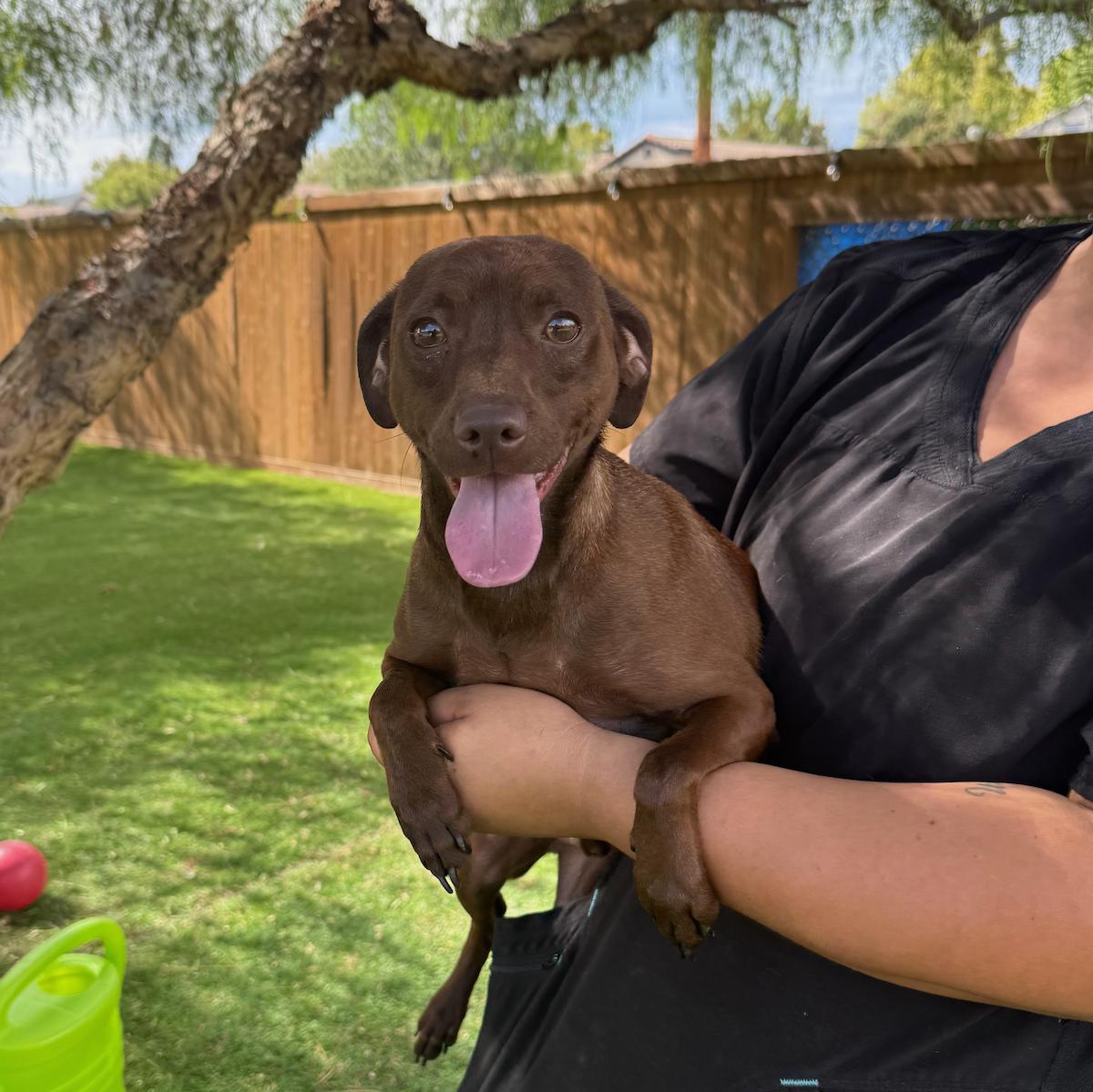 Dexter, Adoptable, Young Male Chihuahua.