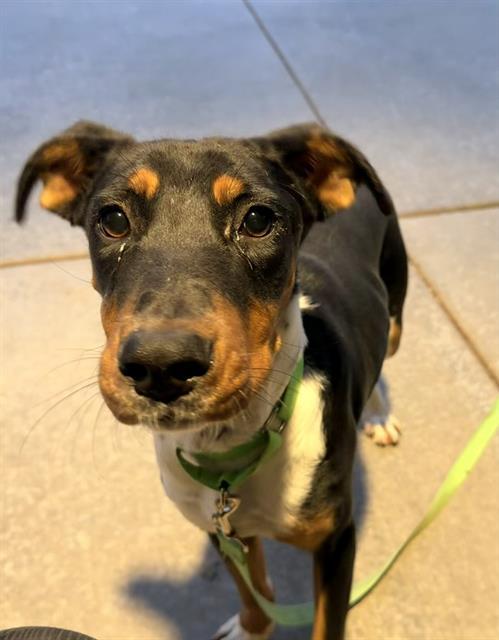 Enlarge MALIA*, a Adoptable mixed breed in Tucson, AZ image 1/1