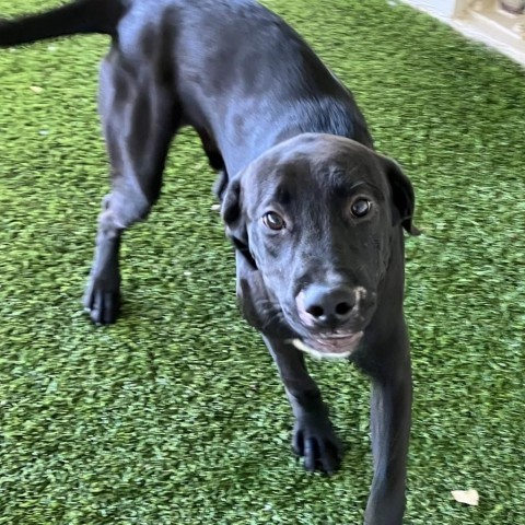 Chuck, an adoptable Labrador Retriever in Shorter, AL, 36075 | Photo Image 3