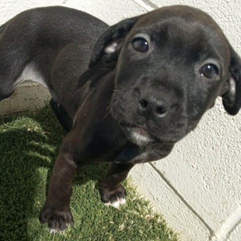 Chuck, an adoptable Labrador Retriever in Shorter, AL, 36075 | Photo Image 2