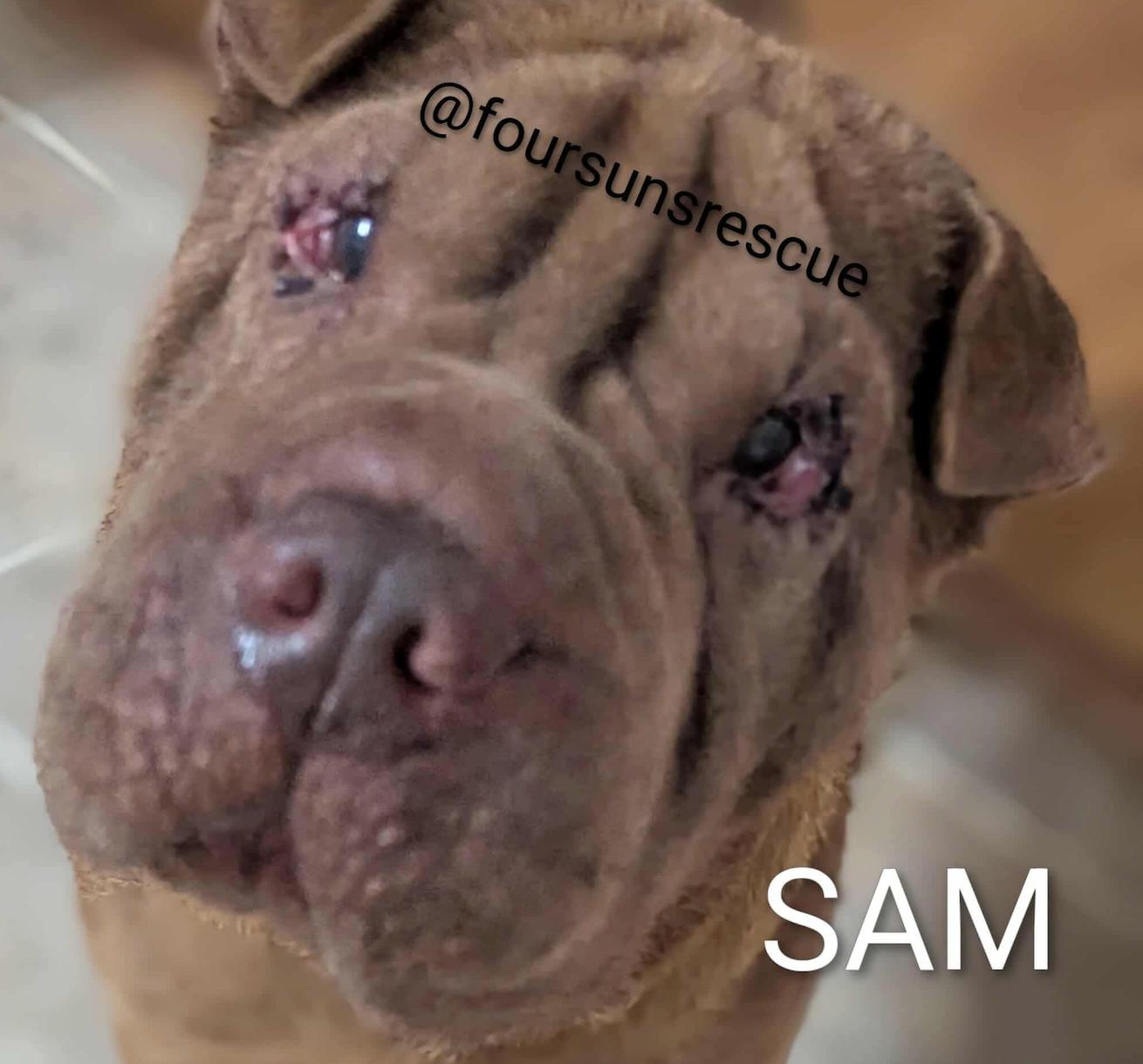 SAM, Adoptable, Adult Male Shar-Pei.