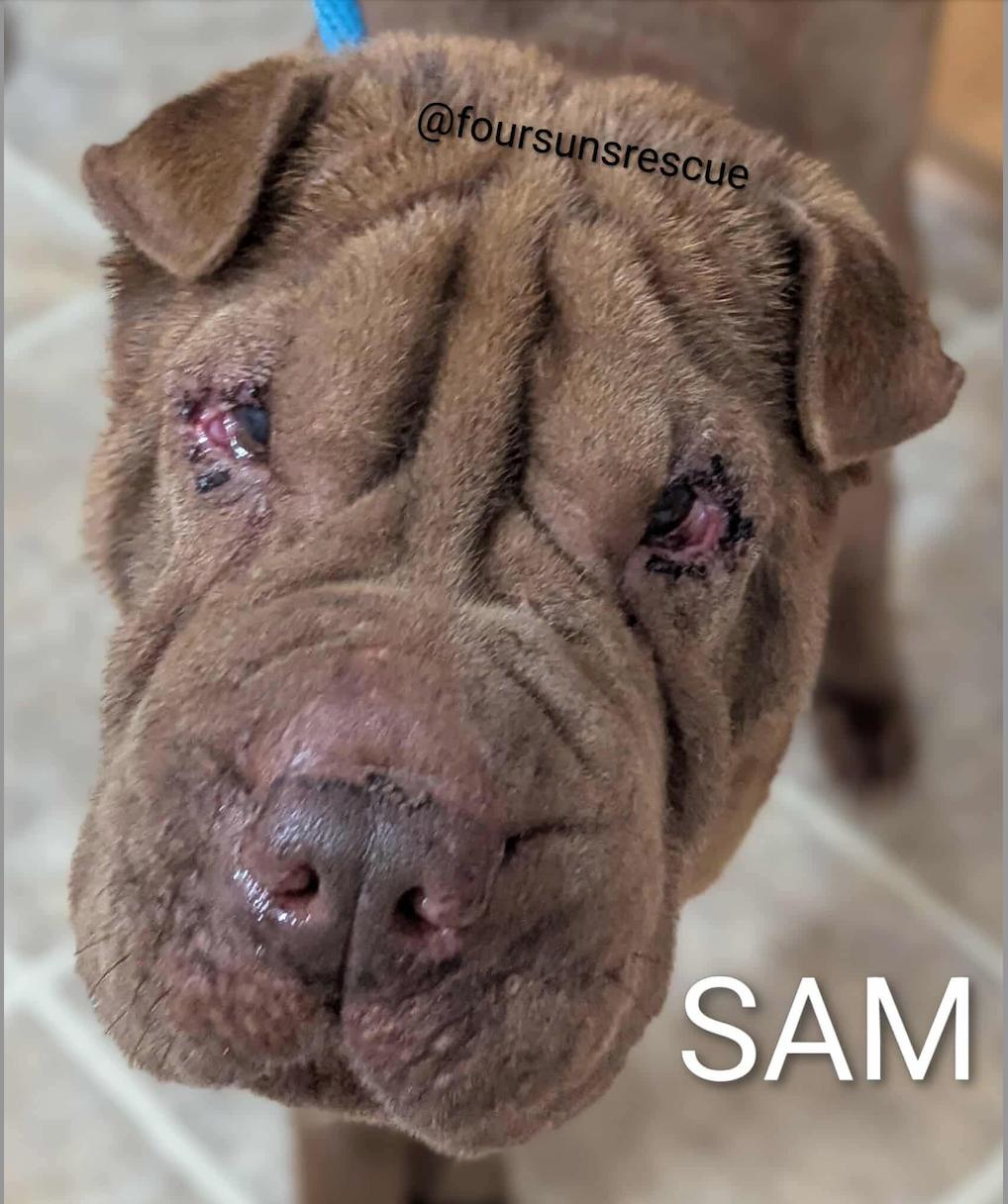 Enlarge SAM, a Adoptable Shar-Pei in Cameron, NC image 2/2