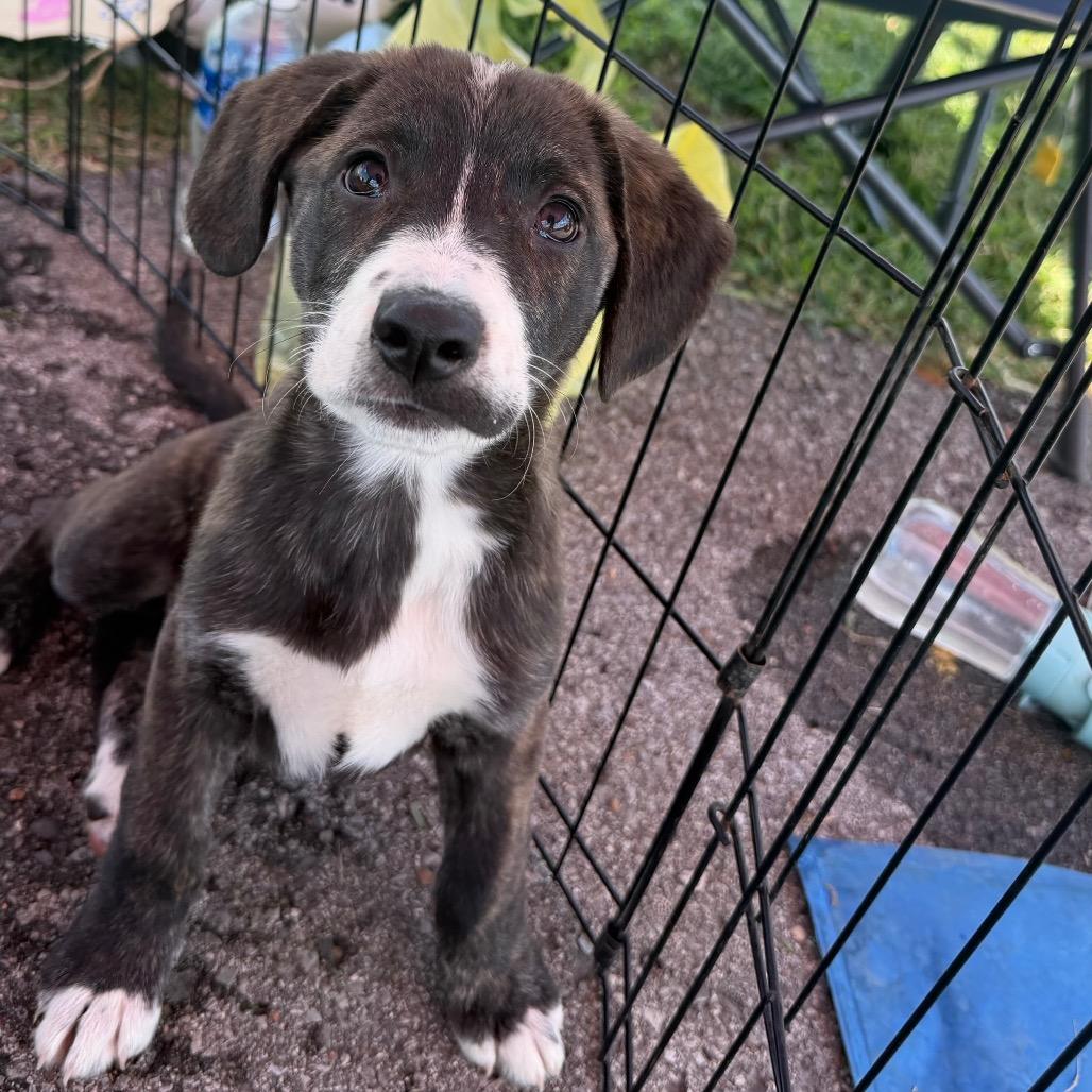 Winifred, Adoptable, Puppy Female Belgian Shepherd / Malinois.