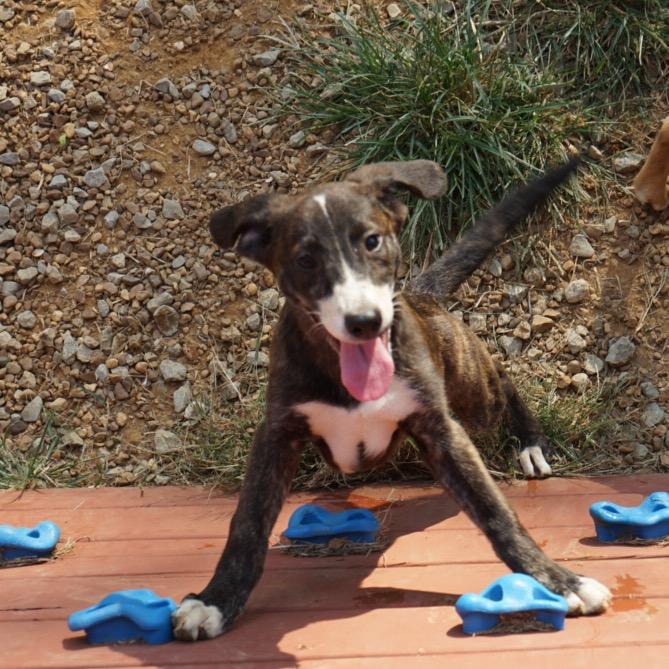 Enlarge Winifred, a Adoptable Belgian Shepherd / Malinois in Duck River, TN image 2/2