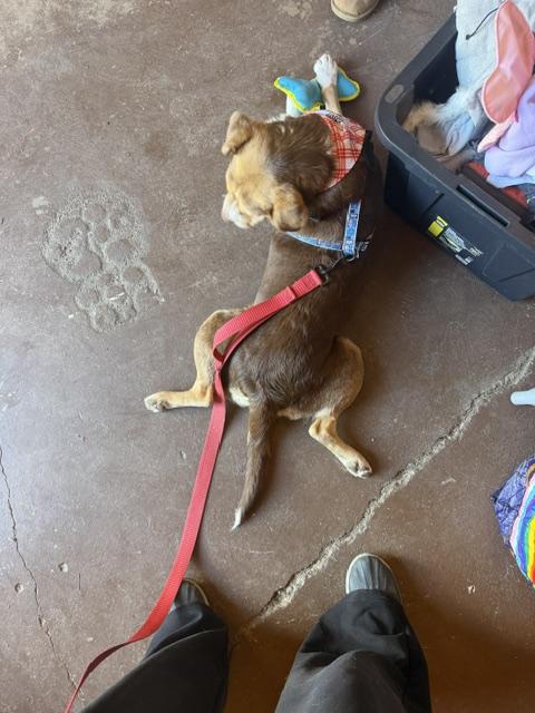 Enlarge Hansel, a Adoptable mixed breed in Brunswick, ME image 2/6