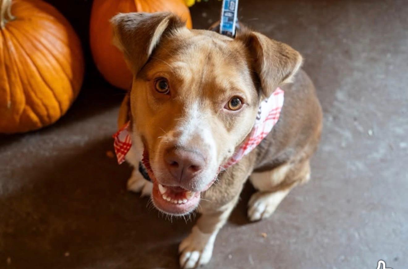Hansel, Adoptable, Young Male Terrier.