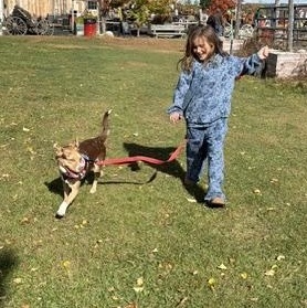 Enlarge Hansel, a Adoptable mixed breed in Brunswick, ME image 4/6