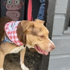 Enlarge Hansel, a Adoptable mixed breed in Brunswick, ME image 5/6