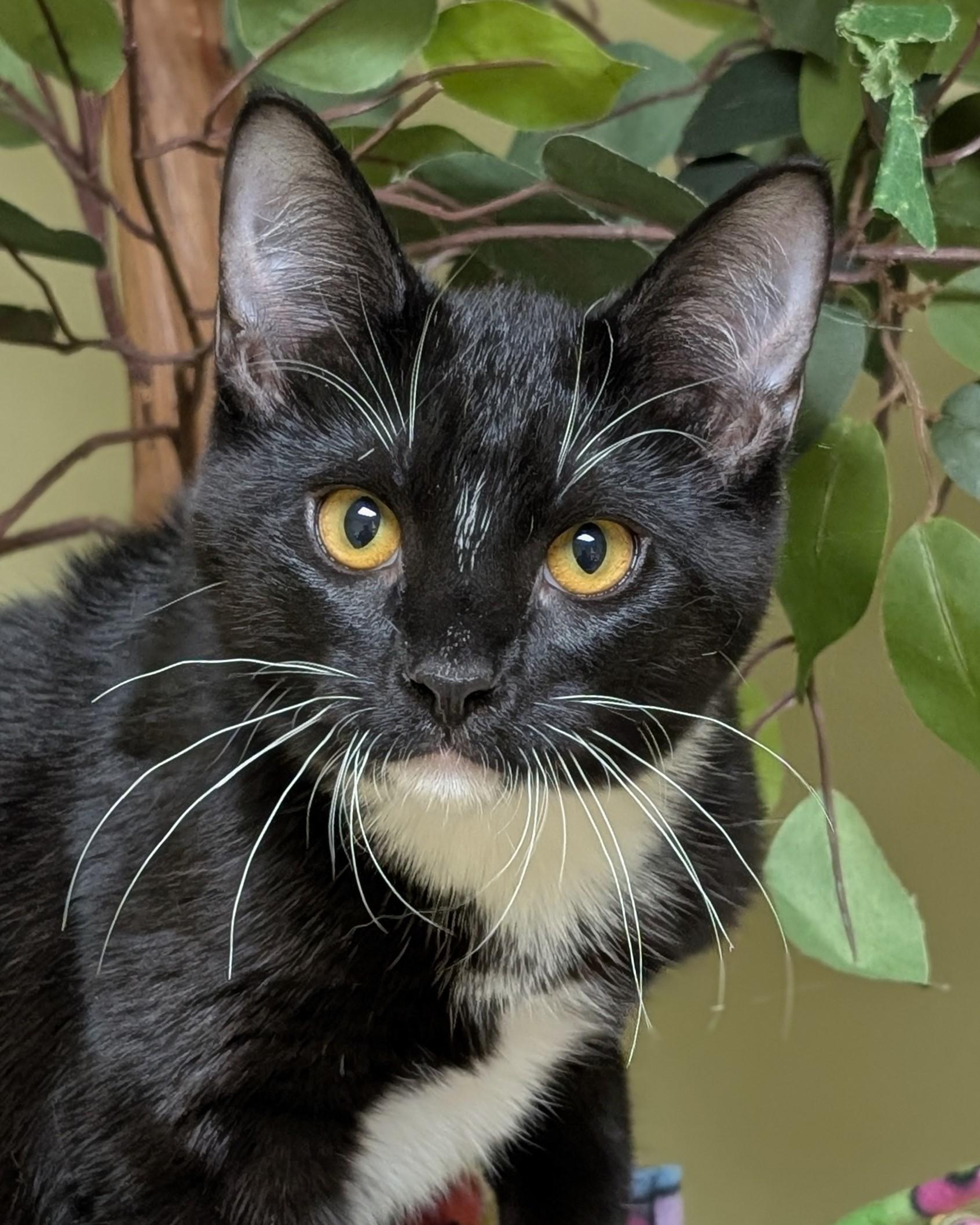 Stormy, adopted, Young Male Domestic Short Hair.