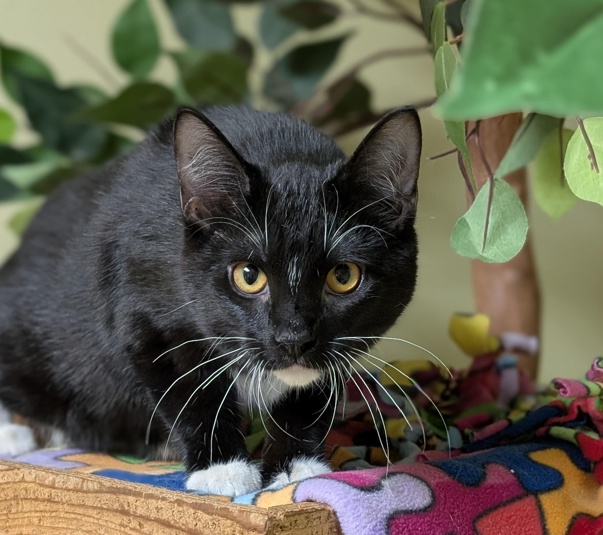 Enlarge Stormy, an adopted Domestic Short Hair in Hastings, NE image 3/4