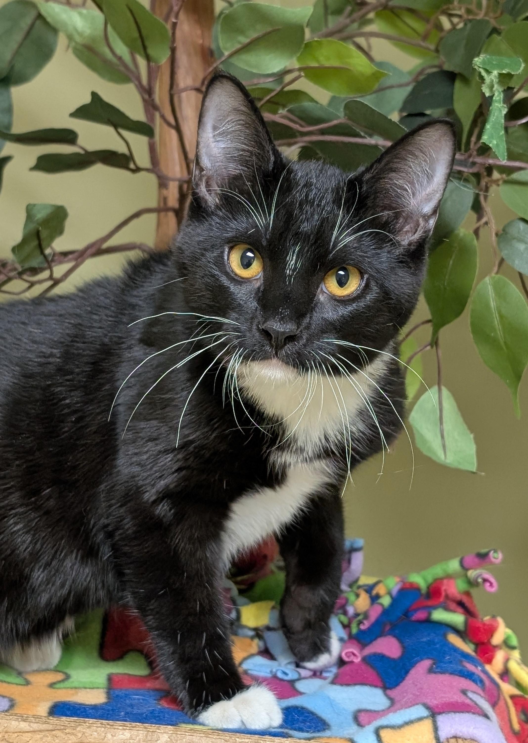 Enlarge Stormy, an adopted Domestic Short Hair in Hastings, NE image 4/4