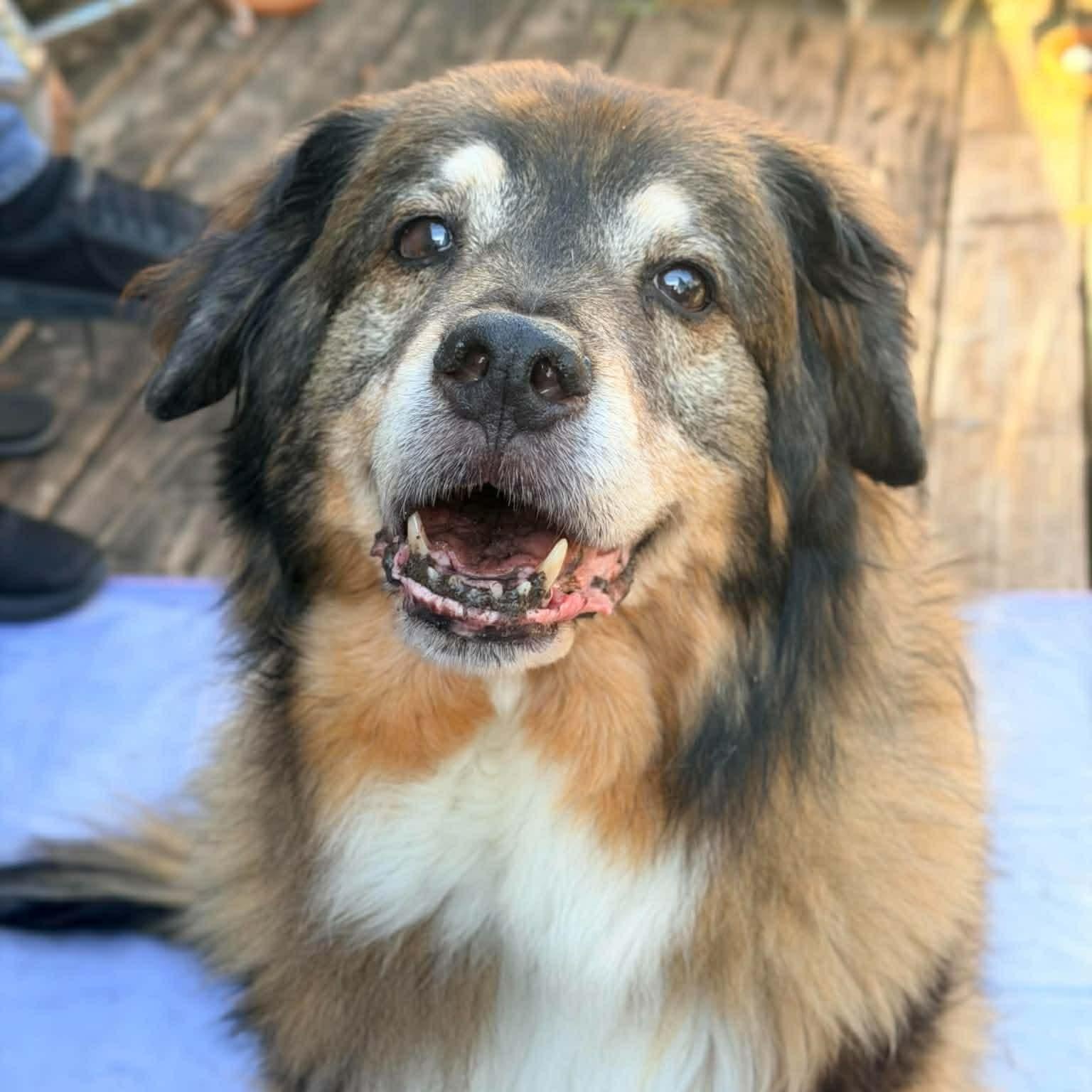 Musha, adopted, Senior Male English Shepherd.