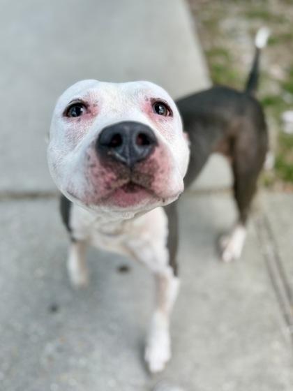 Argo, Adoptable, Adult Male Pit Bull Terrier & Mixed Breed.