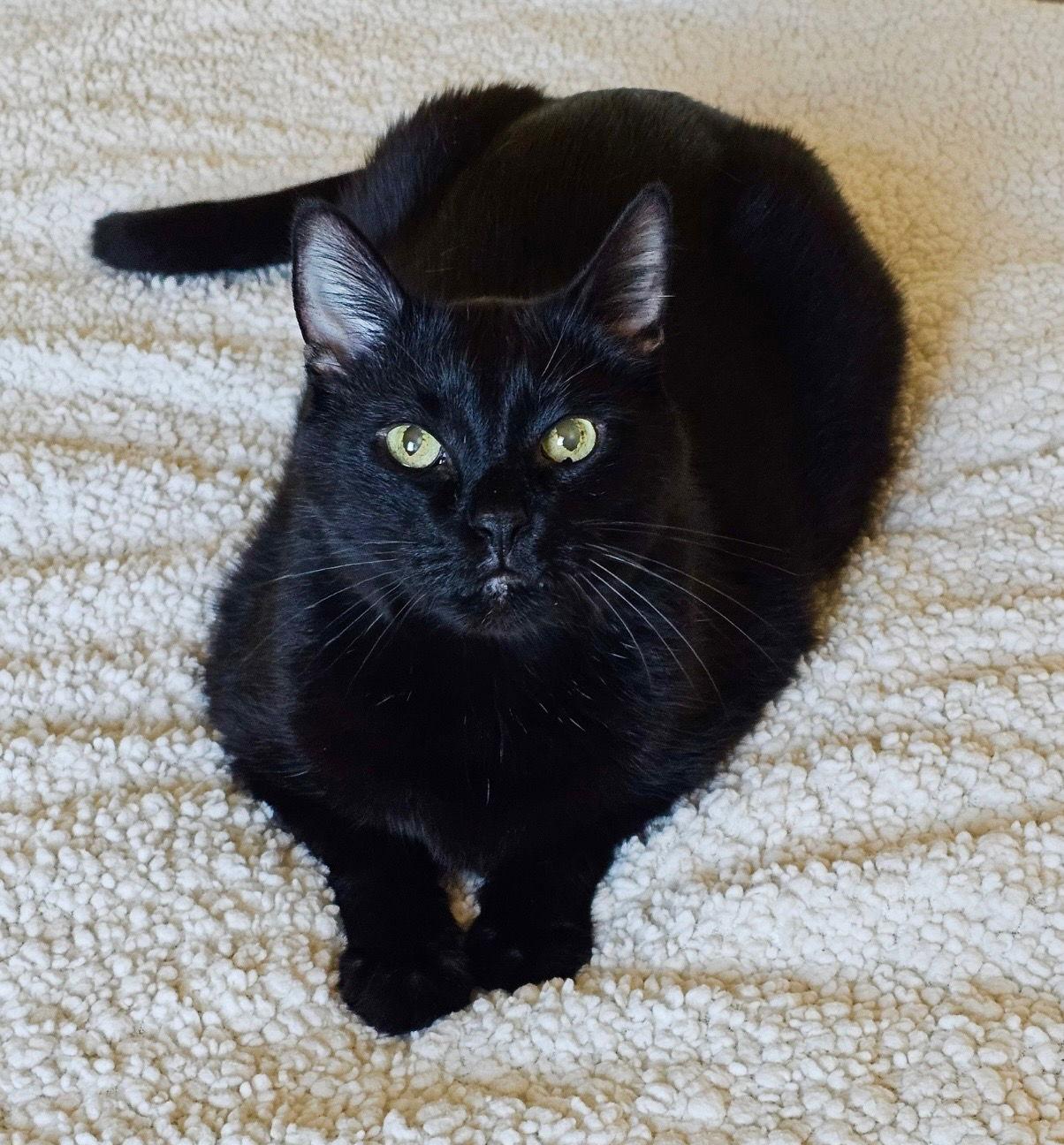 Enlarge Arlo, a Adoptable Domestic Short Hair in Fargo, ND image 1/1