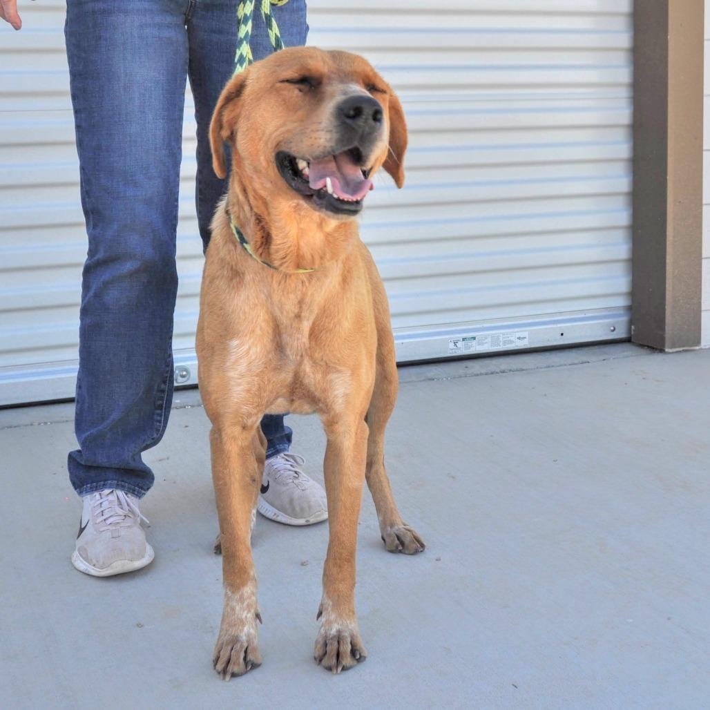 Enlarge Lady, a Adoptable mixed breed in Prescott, AZ image 1/6