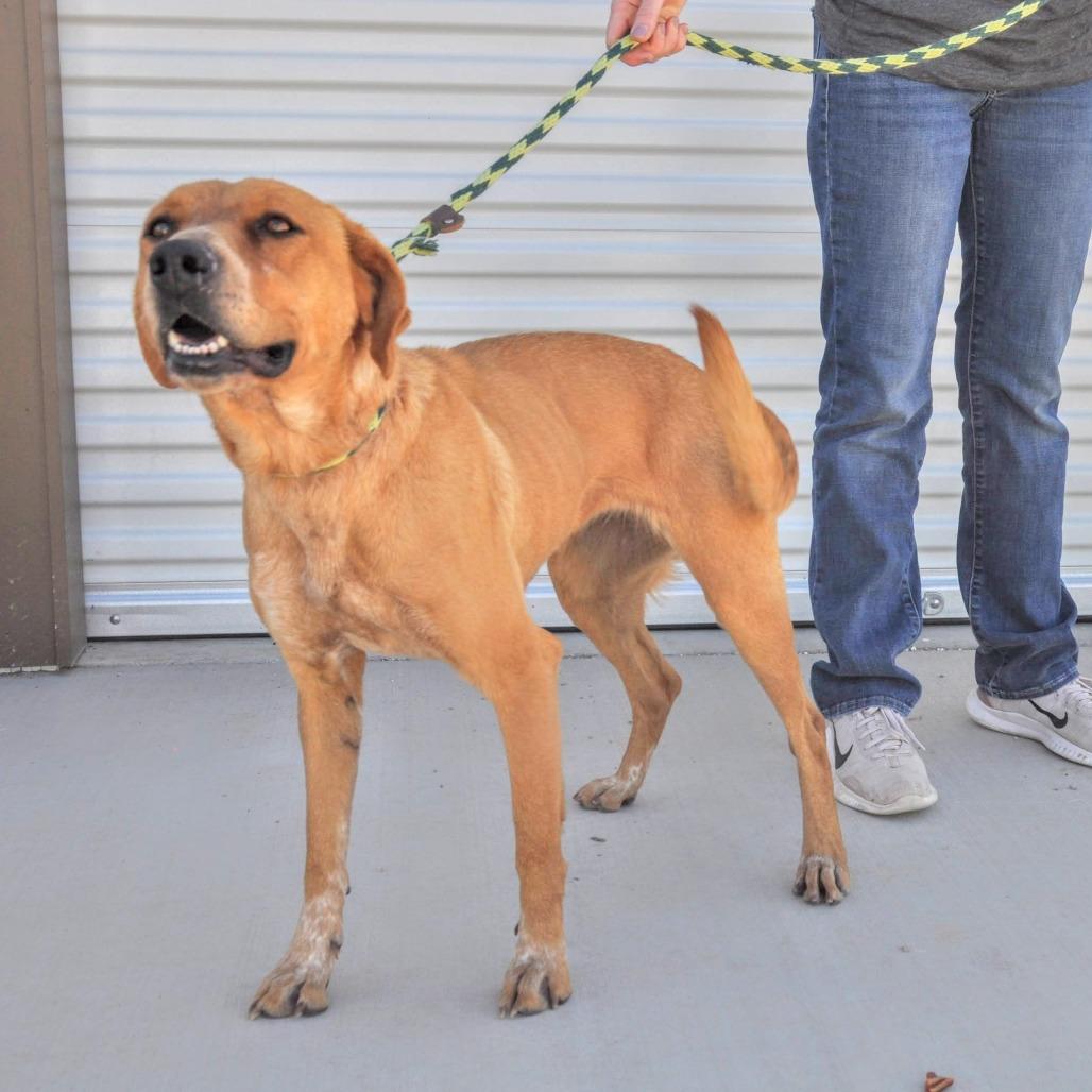 Enlarge Lady, a Adoptable mixed breed in Prescott, AZ image 2/6