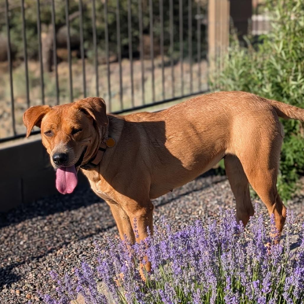 Lady, Adoptable, Adult Female Labrador Retriever & Mixed Breed.