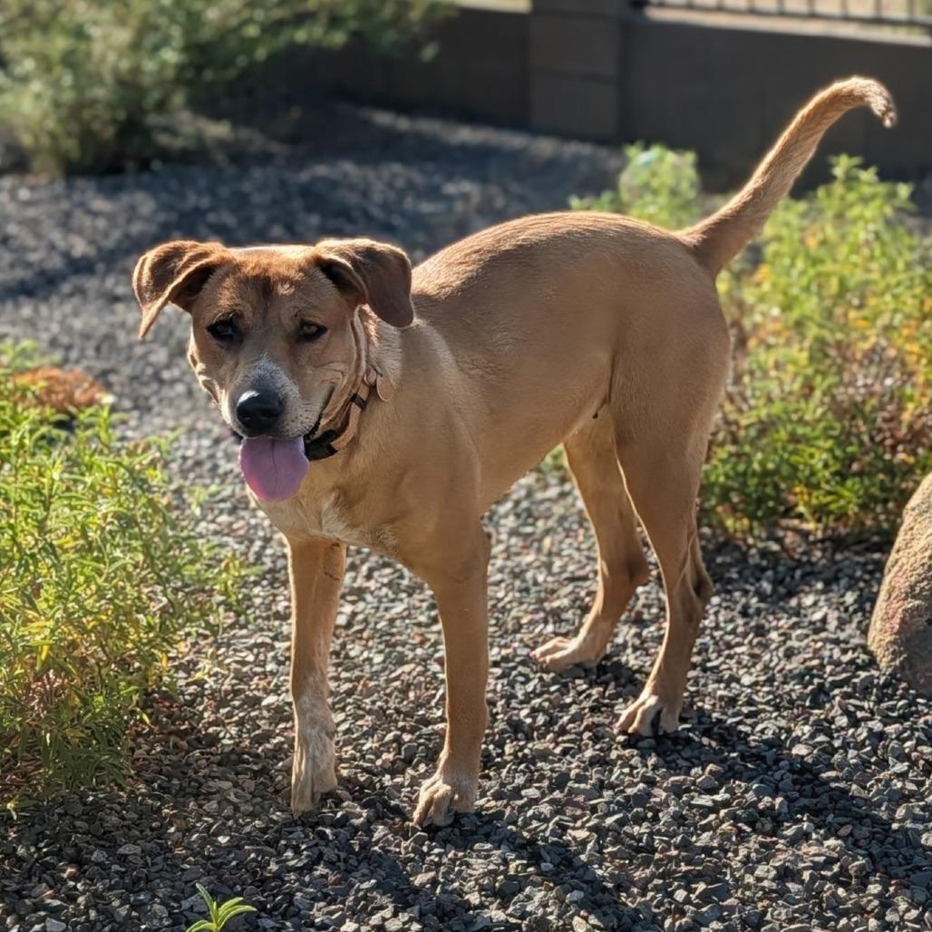 Lady, a Adoptable mixed breed in Prescott, AZ image 3/6