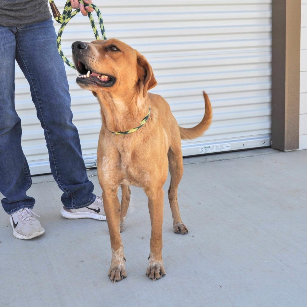 Enlarge Lady, a Adoptable mixed breed in Prescott, AZ image 4/6