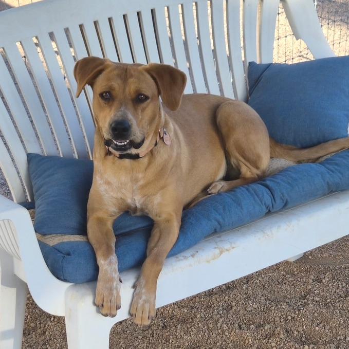 Lady, a Adoptable mixed breed in Prescott, AZ image 4/6