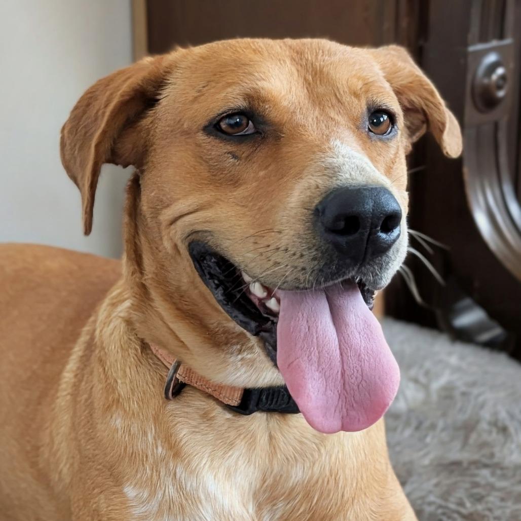 Lady, a Adoptable mixed breed in Prescott, AZ image 5/6