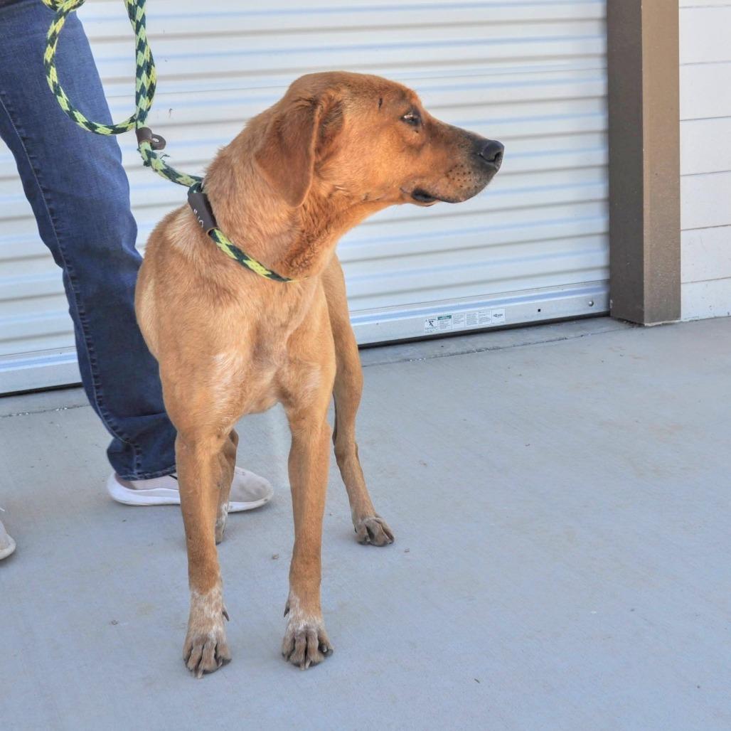 Enlarge Lady, a Adoptable mixed breed in Prescott, AZ image 5/6
