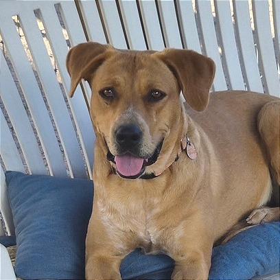 Lady, a Adoptable mixed breed in Prescott, AZ image 6/6