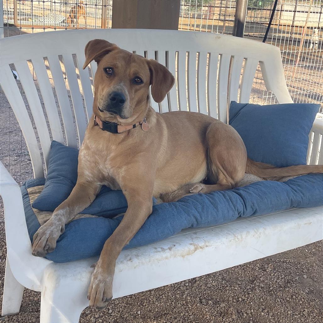 Lady, a Adoptable mixed breed in Prescott, AZ image 6/6
