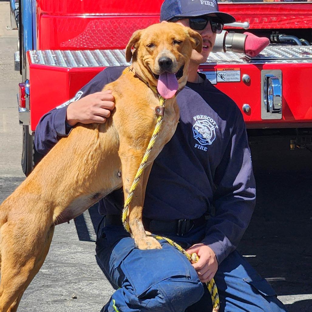 Enlarge Lady, a Adoptable mixed breed in Prescott, AZ image 6/6