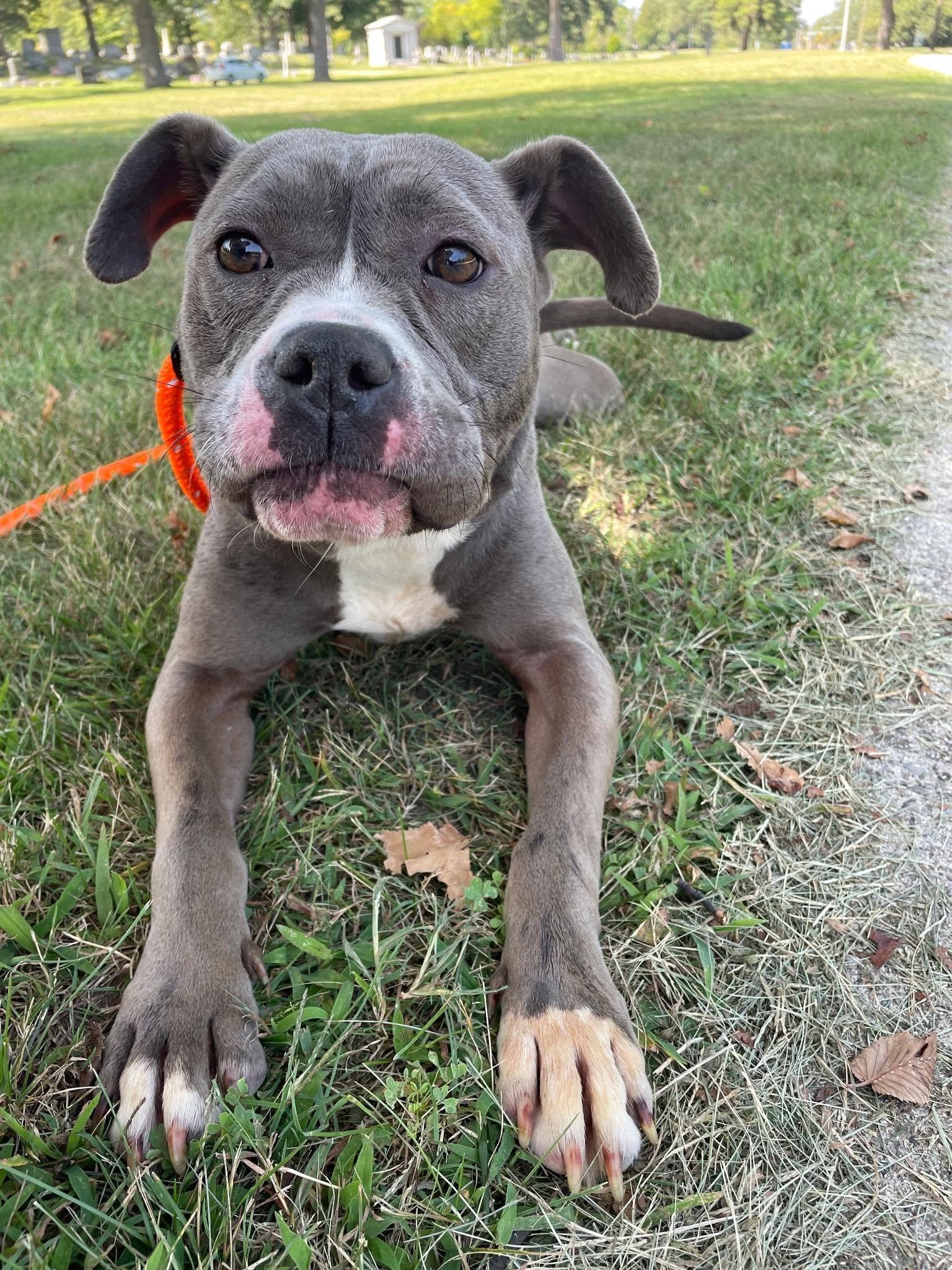 Baylee, Adoptable, Young Female Pit Bull Terrier & Pit Bull Terrier.