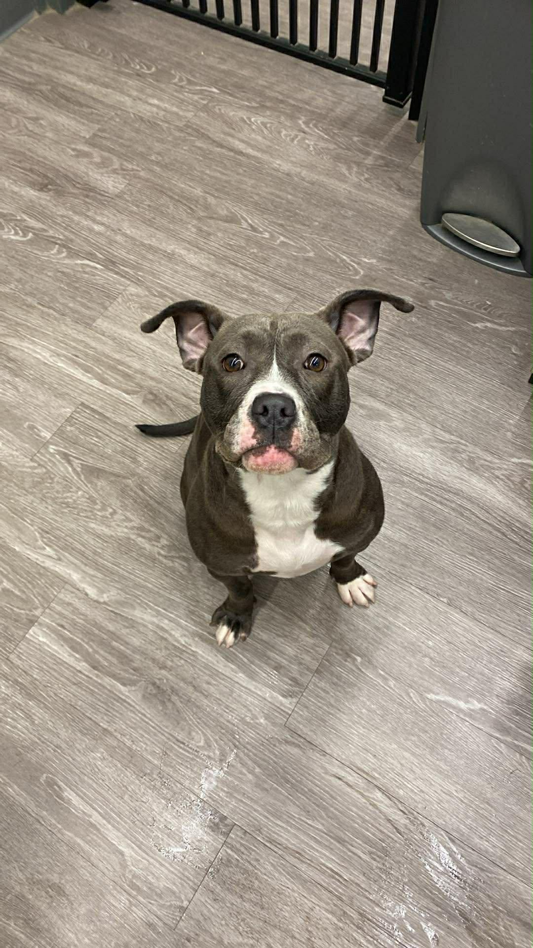 Baylee, Adoptable, Young Female Pit Bull Terrier.