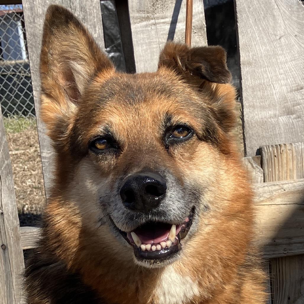 Enlarge Gerald, a Adoptable mixed breed in Pulaski, TN image 1/1