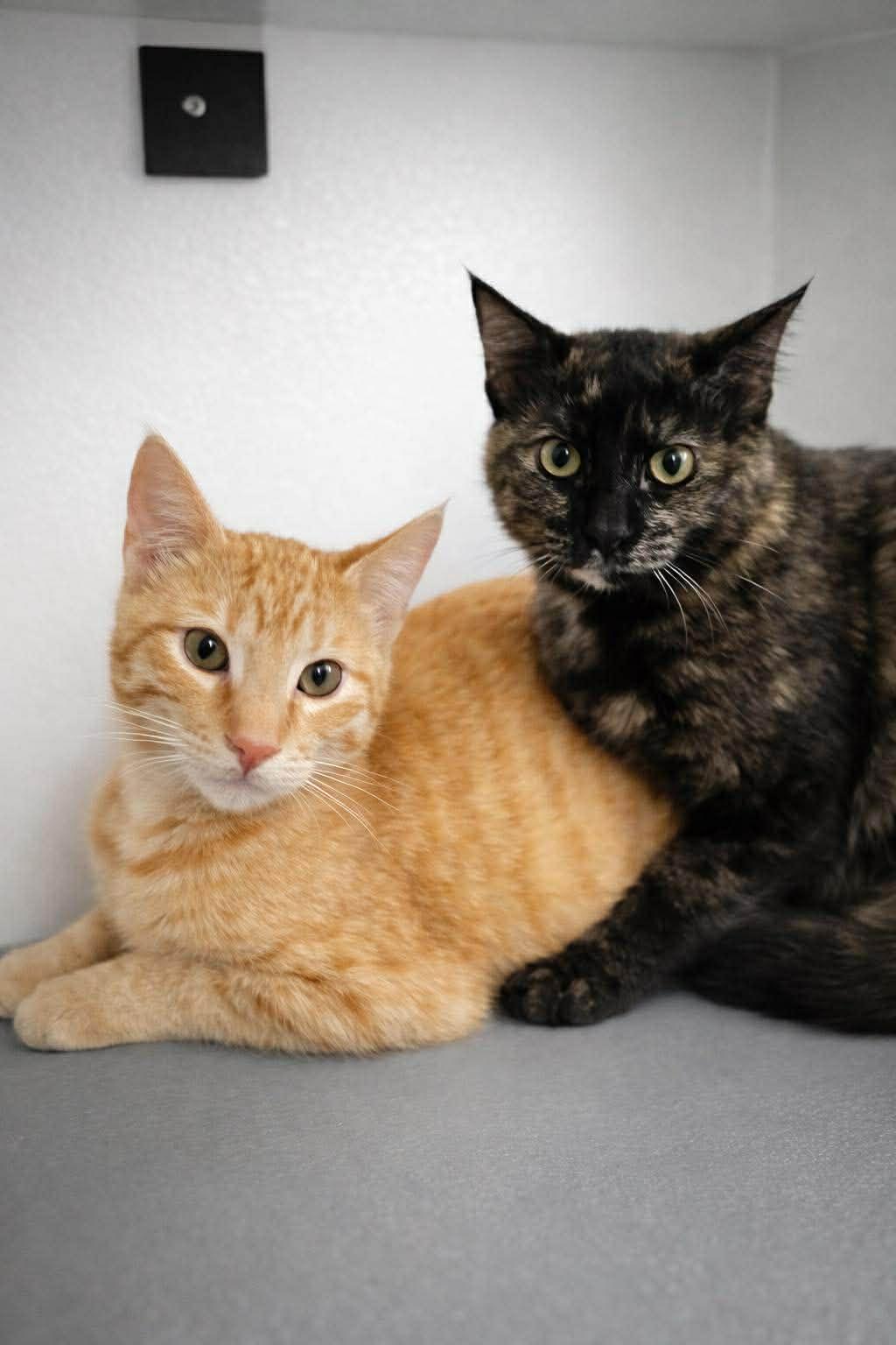 Enlarge Layla, an adopted Domestic Short Hair in Sioux Falls, SD image 2/2