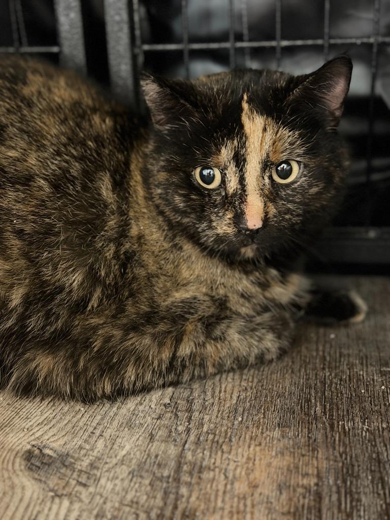 LAVERNE, Adoptable, Adult Female Domestic Short Hair.