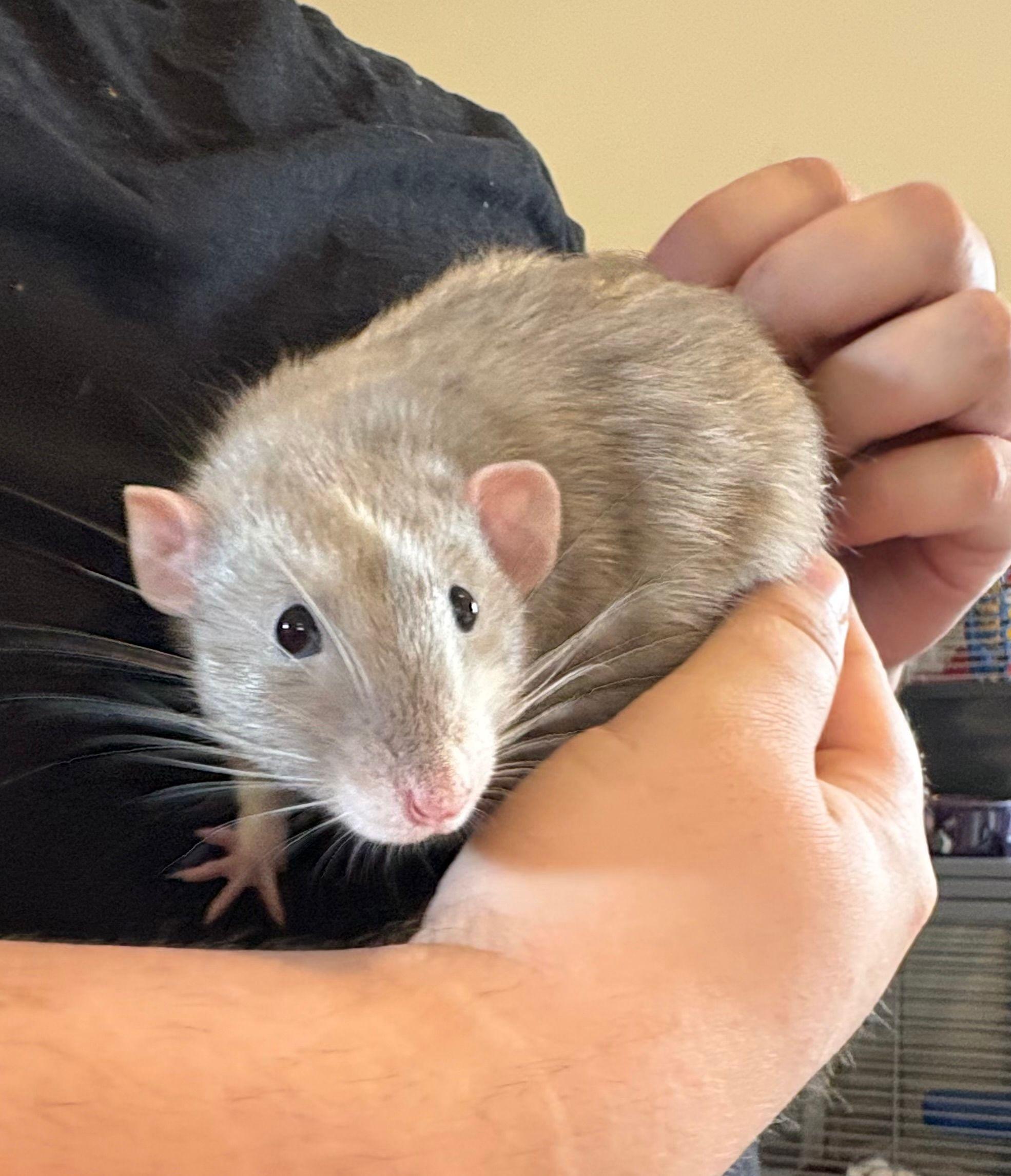 Enlarge Nox, Peridot, Zircon & Obsidian, a ADOPTABLE Rat in Eugene, OR image 6/6