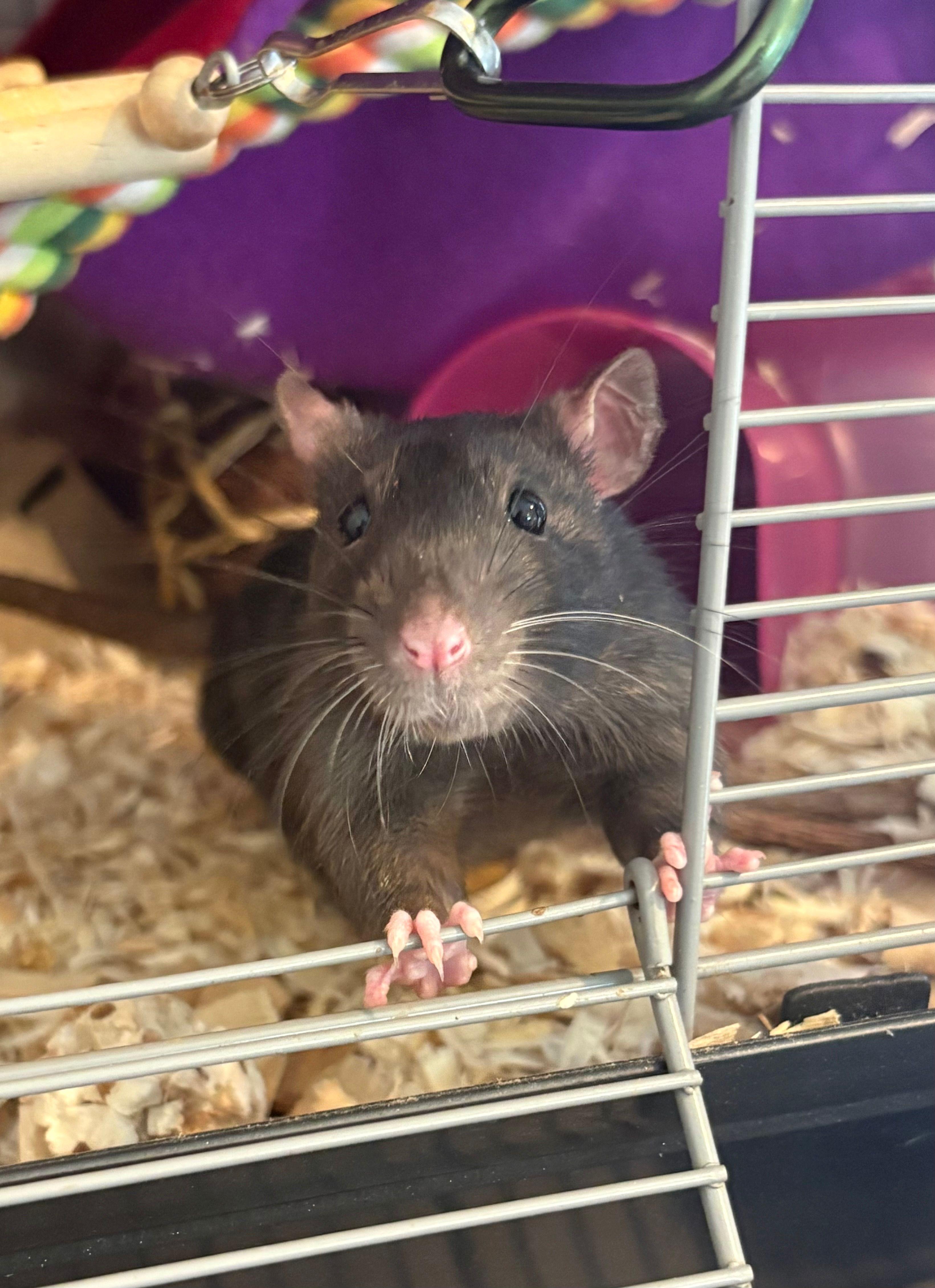 Enlarge Nox, Peridot, Zircon & Obsidian, a ADOPTABLE Rat in Eugene, OR image 2/6